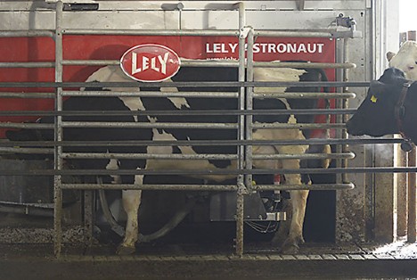 Demerath Farms was the first dairy in Nebraska to use robotic milking. Nebraska Dairy Systems assisted them through the process.