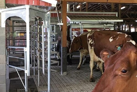 Oldenkamp Farms dairy cows approaching Lely Astronaut robotic milking machines.