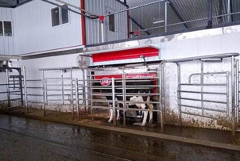 Olson Dairy Farms' dairy cow using Lely Astronaut A5 robotic milking systems