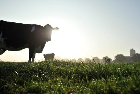 The use of automated milking systems enables organic dairies to meet growing consumer demands.