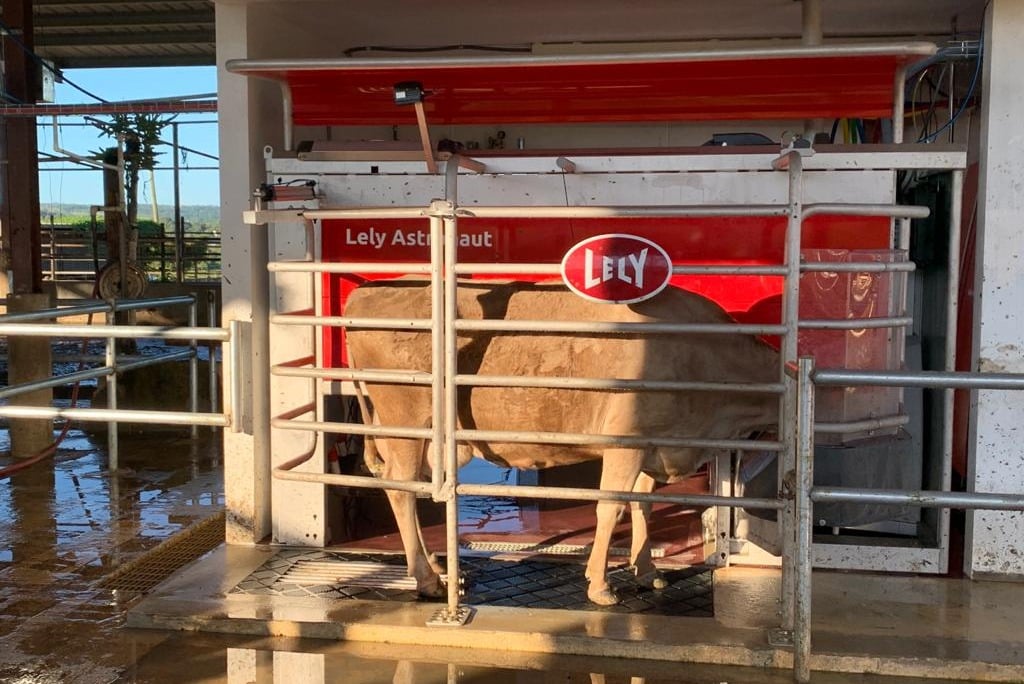 First robotic milking dairy in Puerto Rico