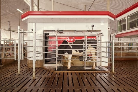 Dairy Cow being milked by Lely robotic milking machine.