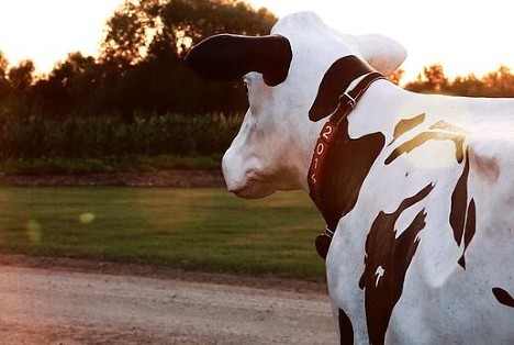 Lely robotic milking startup