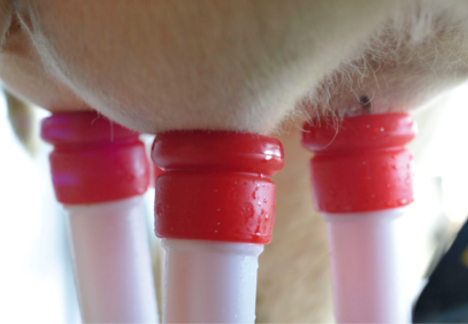 Lely silicone teat liners have impact on udder health and efficiency