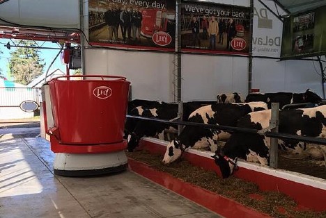 Dairy cows eating from Lely Juno automatic feeder