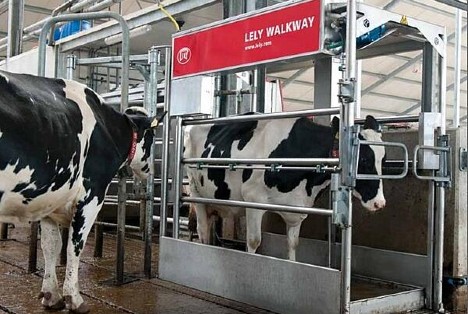 Lely Walkway automatic foot bath