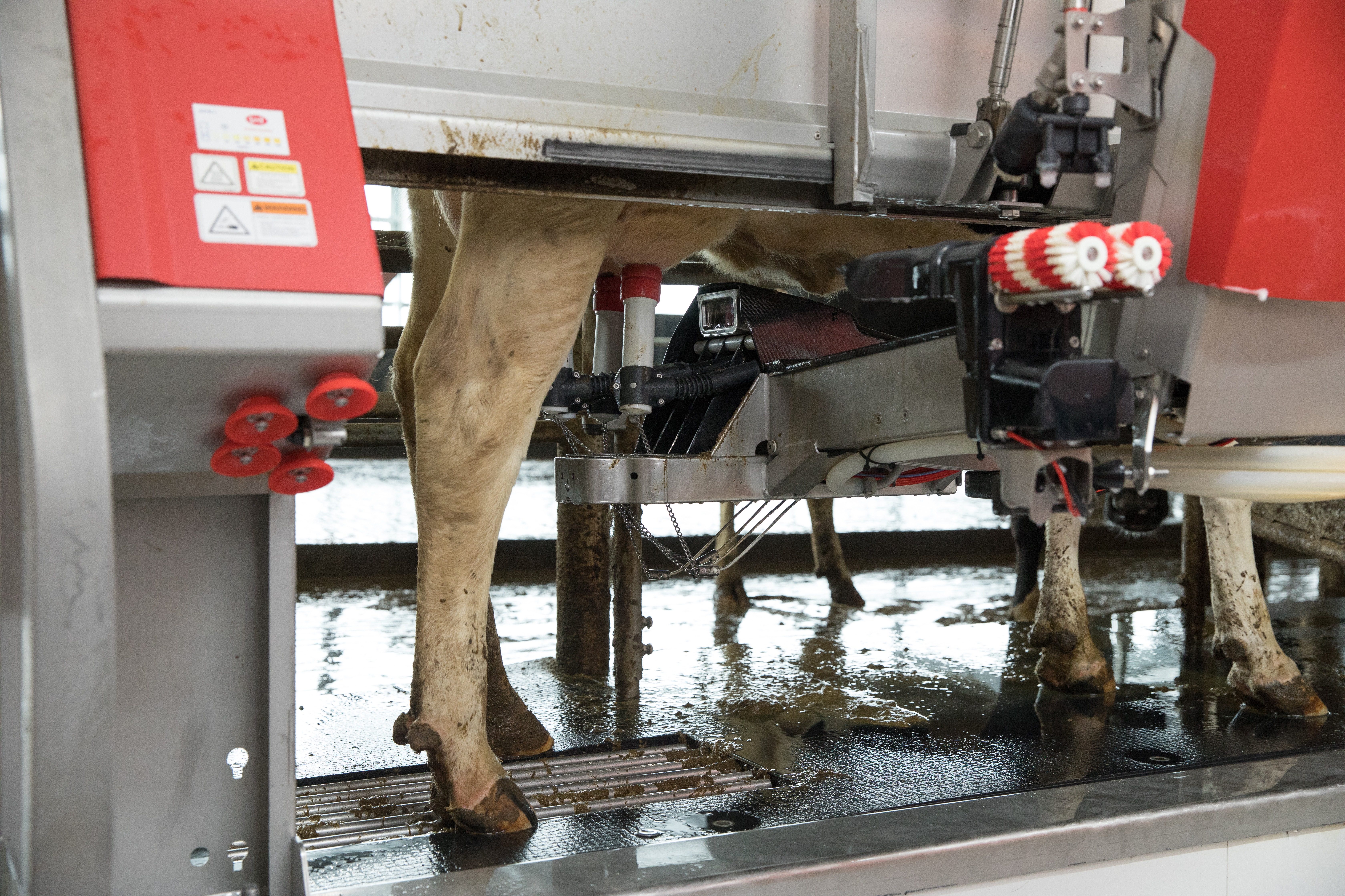 Lely Astronaut A5 robotic milking system