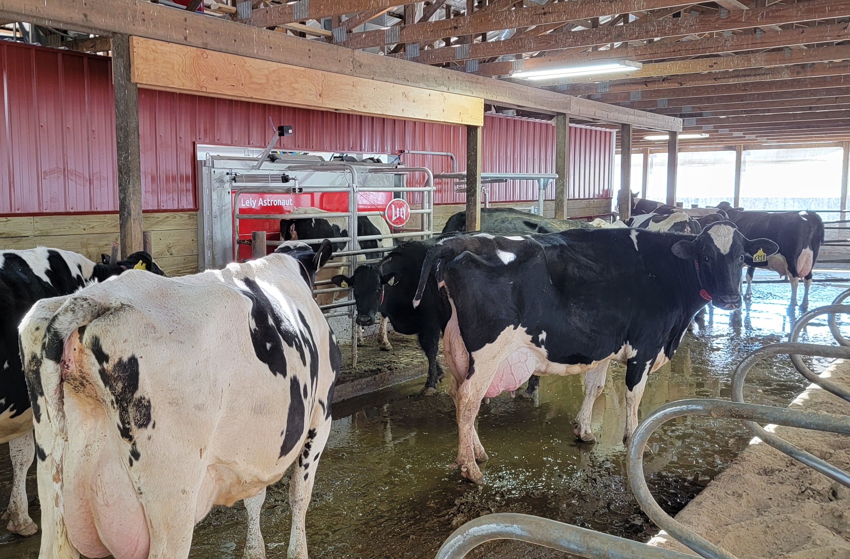 Sparks Quaker Acres' Lely Astronaut A5 robotic milking systems
